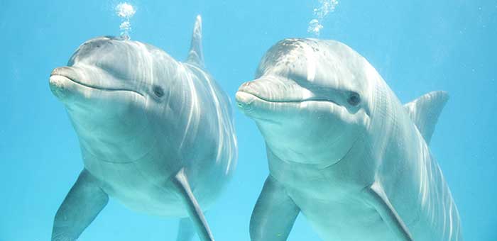 Pleito de los delfines