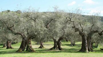 100 Refranes sobre olivares y olivos