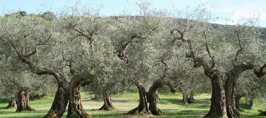 El café de la historia - Refranes sobre olivos y olivares