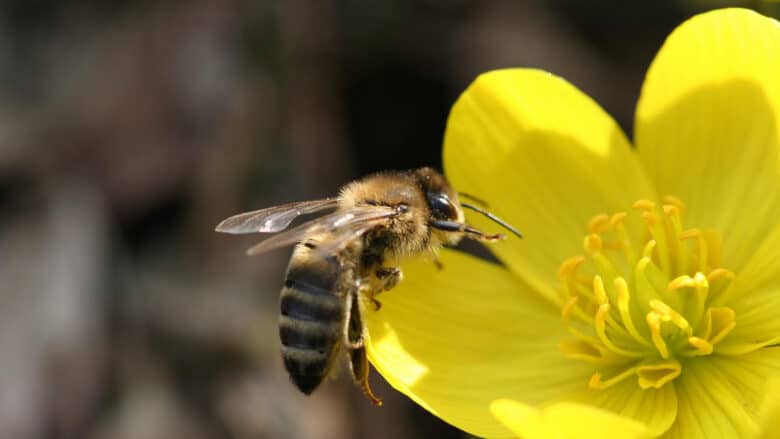 El café de la historia - Refranes de abejas