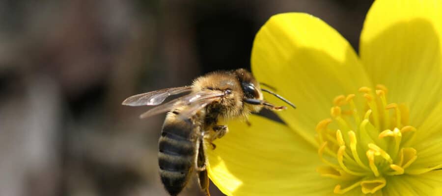 El café de la historia - Refranes de abejas