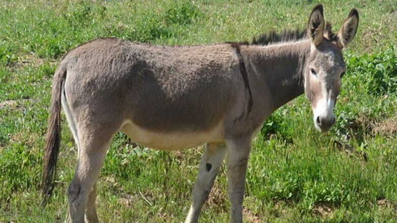 El café de la historia - Refranes de burros