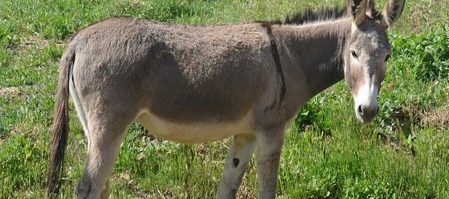 El café de la historia - Refranes de burros