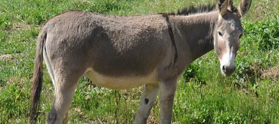 El café de la historia - Refranes de burros