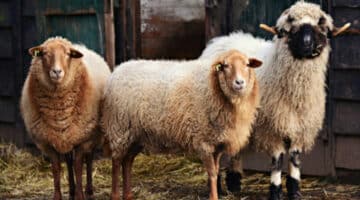 100 Refranes sobre las ovejas
