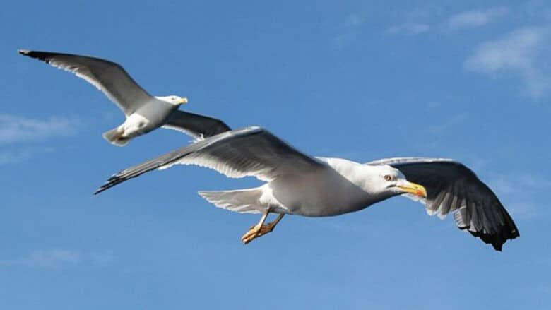 El café de la historia - Refranes de gaviotas