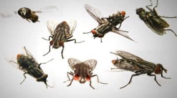 100 Refranes sobre las moscas