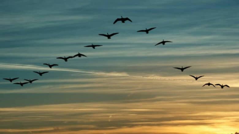 El café de la historia - Refranes de pájaros