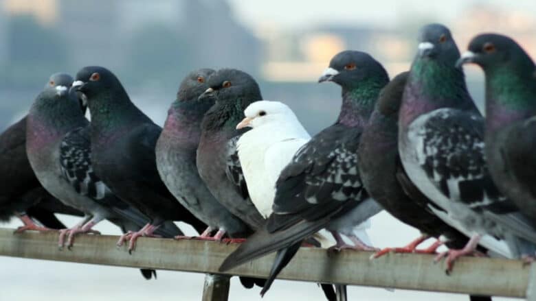 El café de la historia - Refranes de palomas