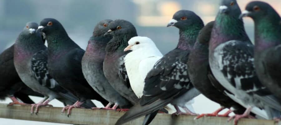 El café de la historia - Refranes de palomas