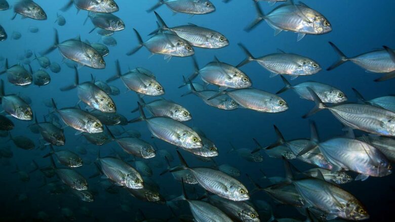 El café de la historia - Refranes de peces