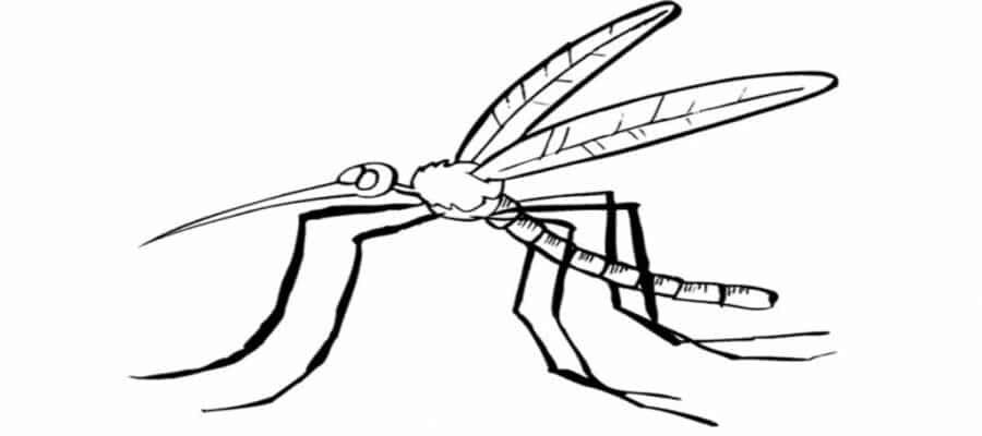 El café de la historia - Refranes sobre los mosquitos