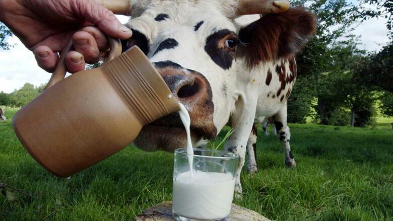 El café de la historia - Refranes sobre la leche