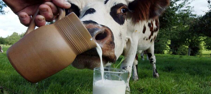 El café de la historia - Refranes sobre la leche